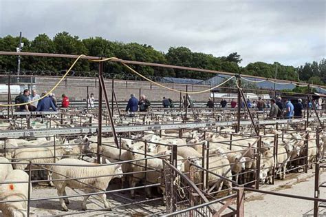 3,353 Prime Sheep comprising 2655 Prime Hoggs & 698 Cast Ewes & Rams. . St asaph livestock market report